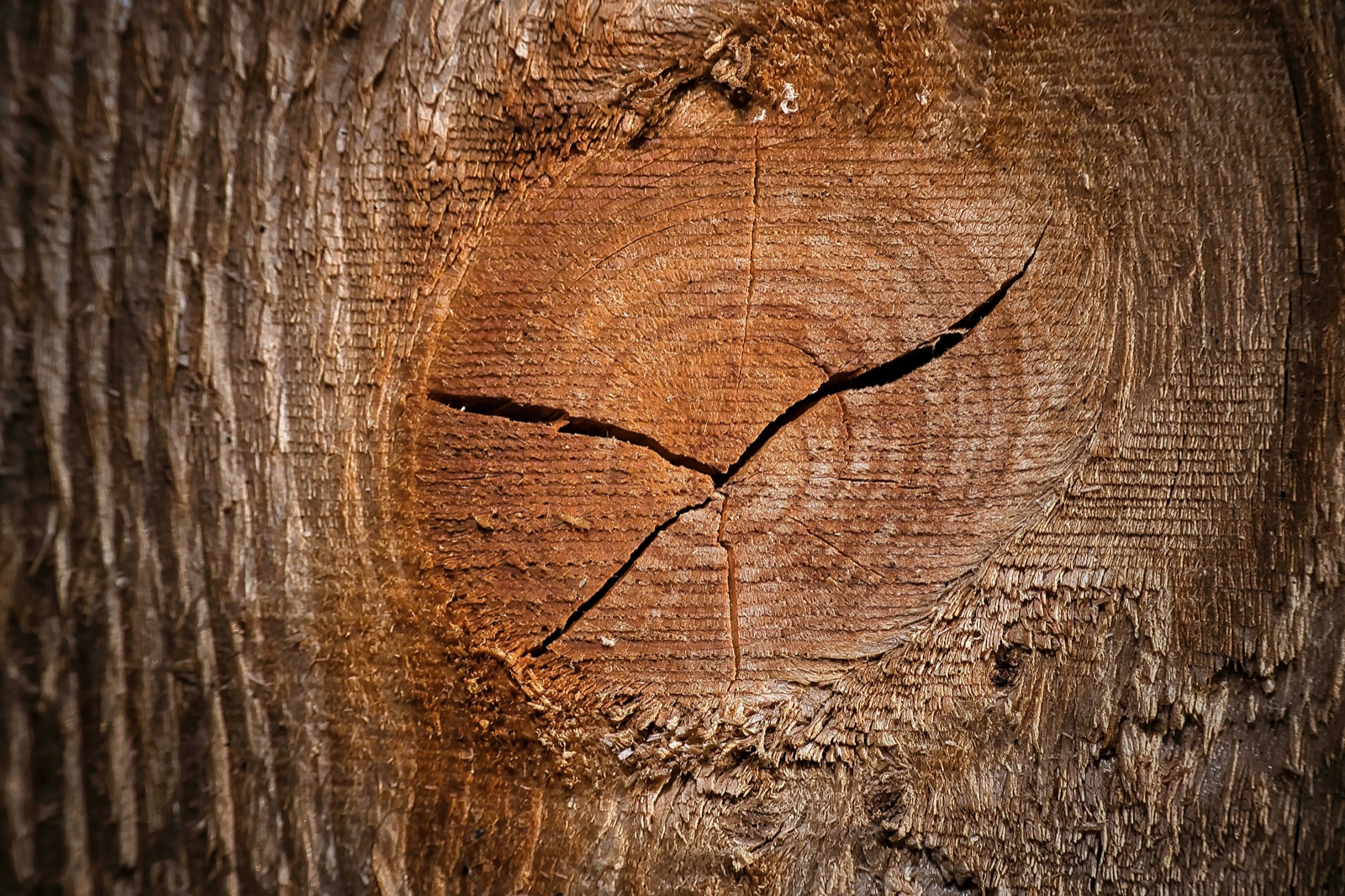 Tree rings and a deep crack in weathered wood