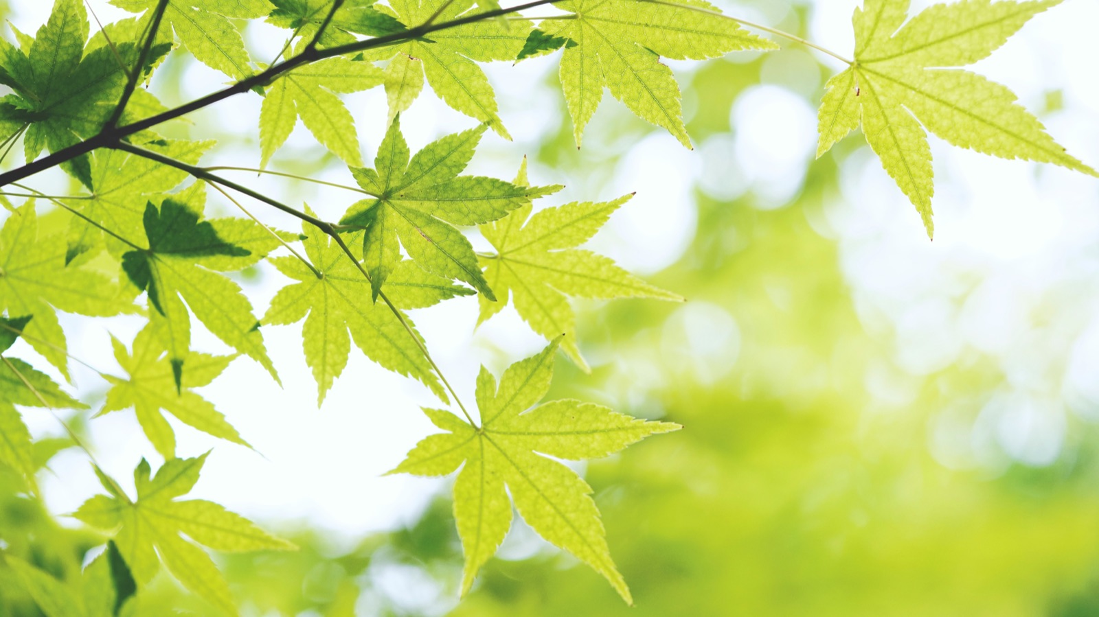 Sunlit green maple leaves