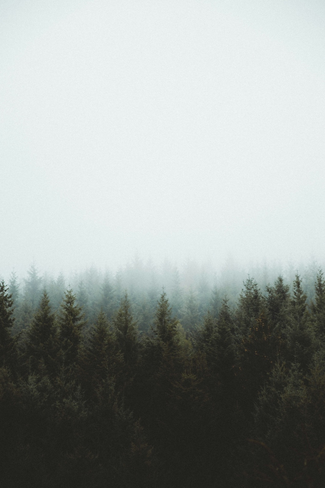 Evergreen trees in mist