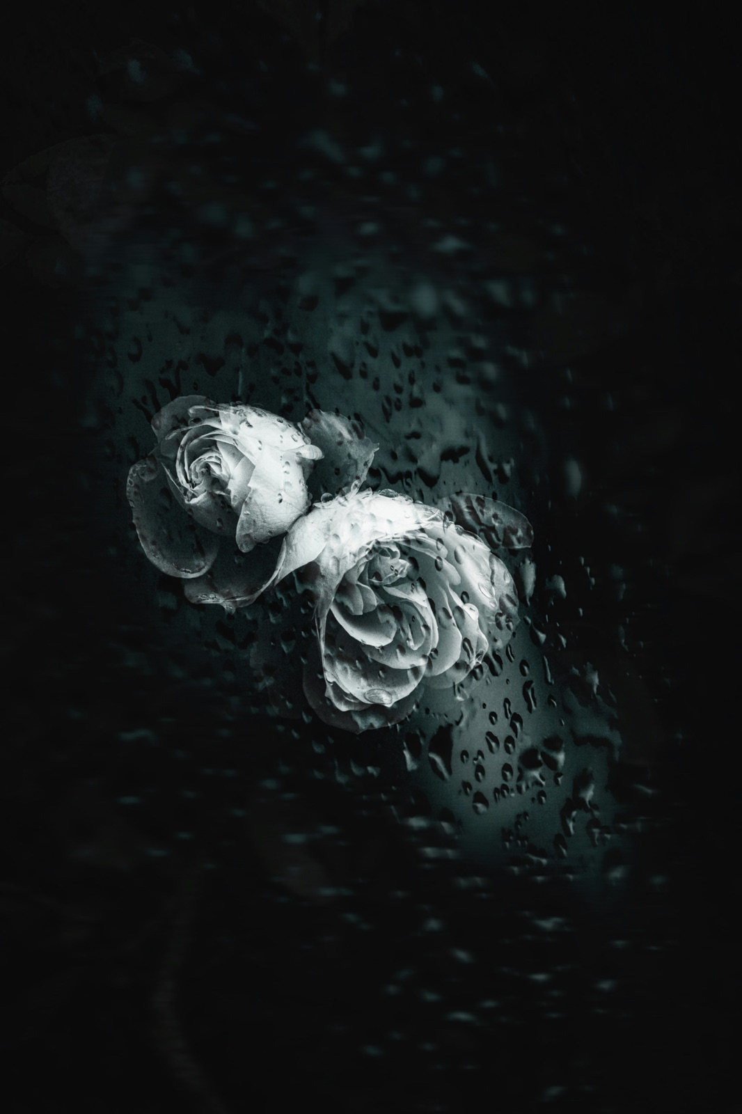 White roses behind rain-covered glass