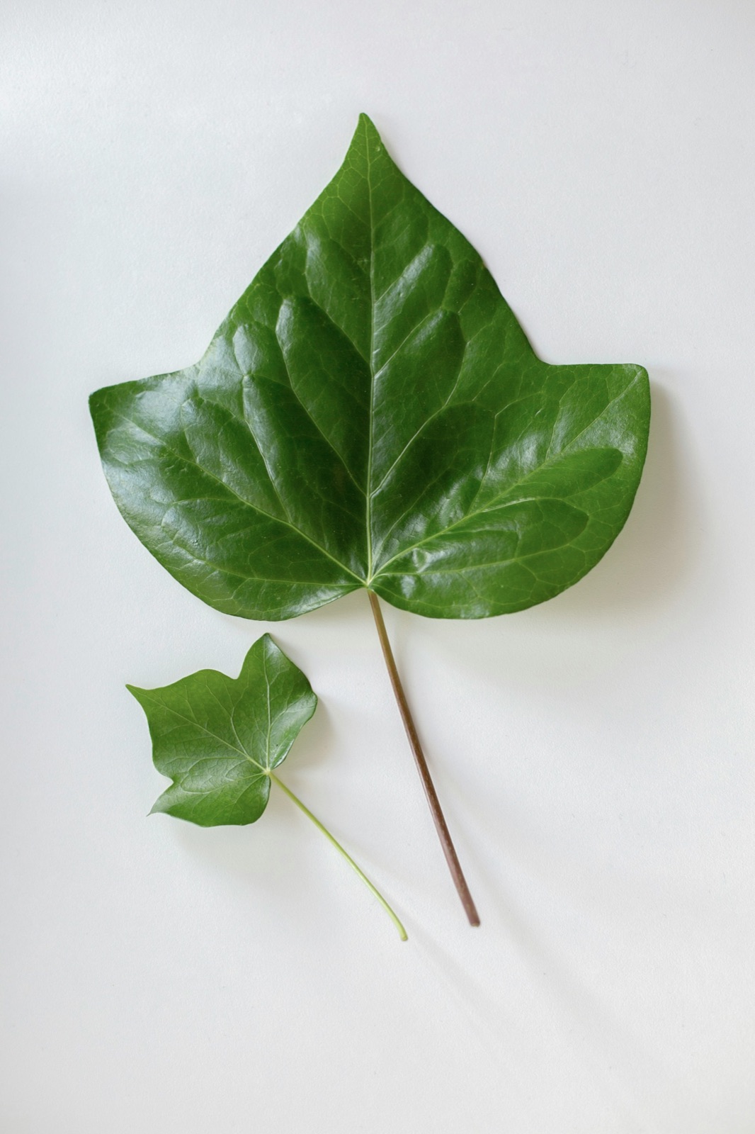 A small leaf beside a larger leaf